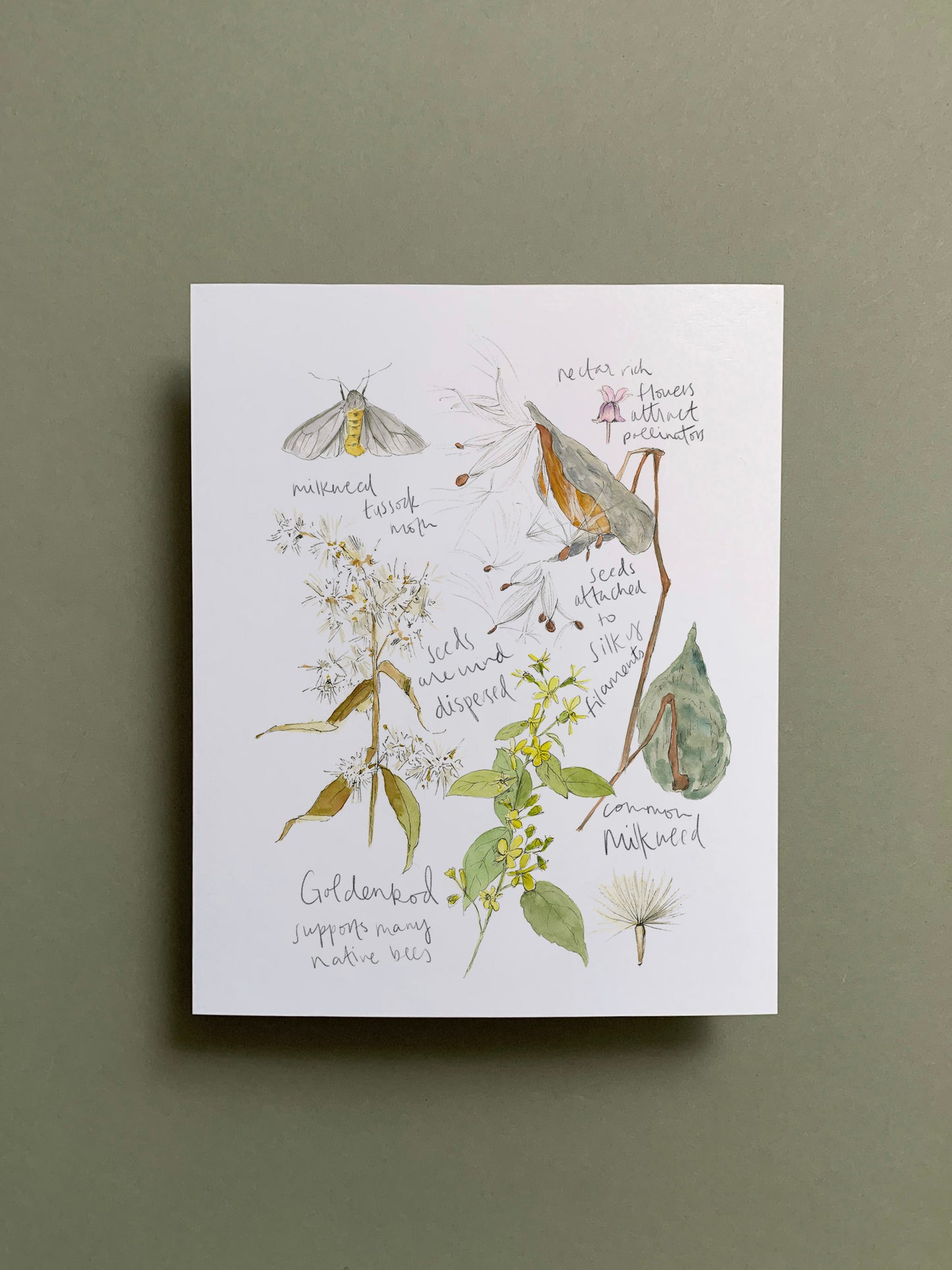 Botanical Drift Set of 4 8x10 Prints