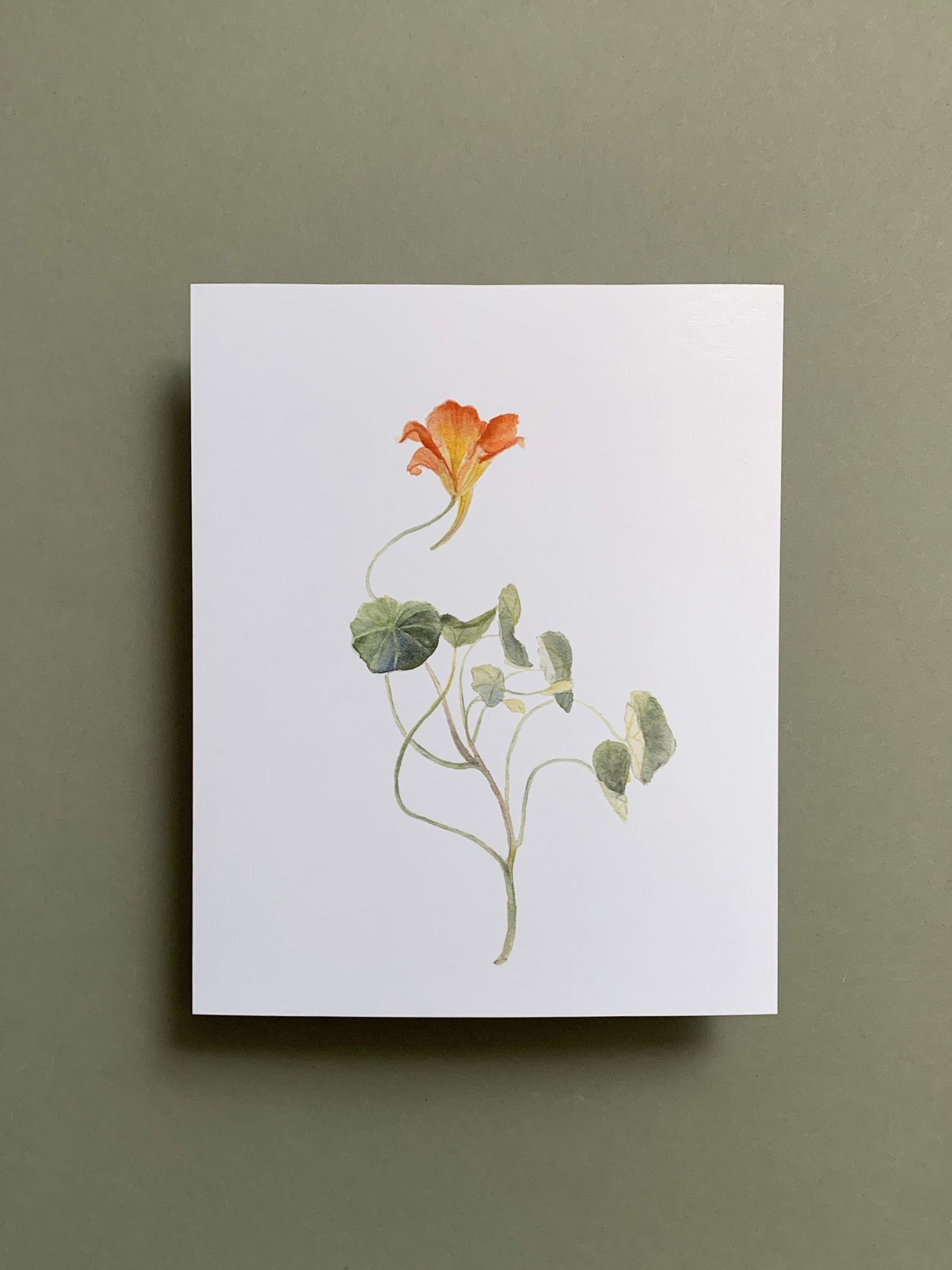 Nasturtium 8x10 Print