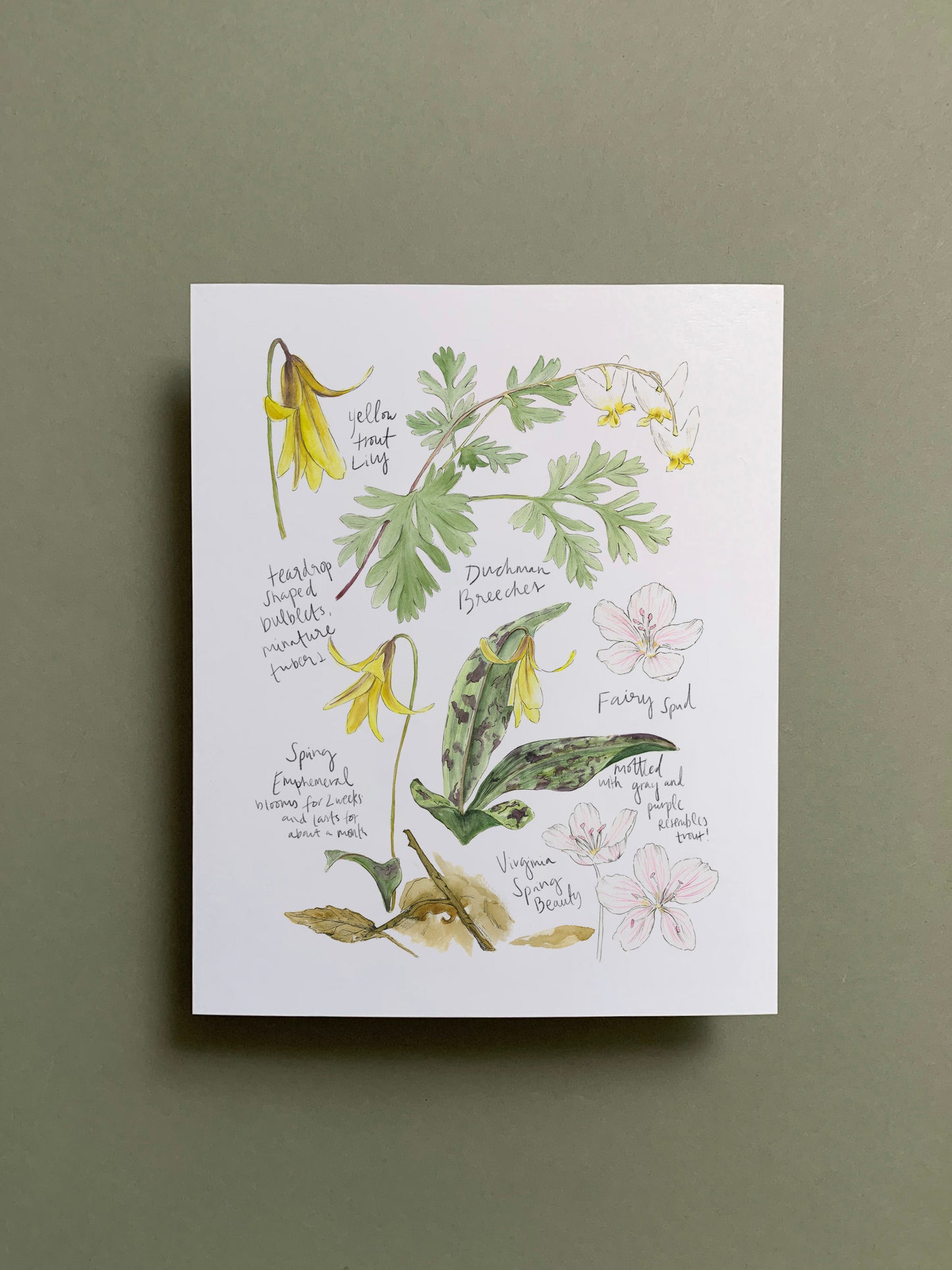 Botanical Drift Set of 4 8x10 Prints