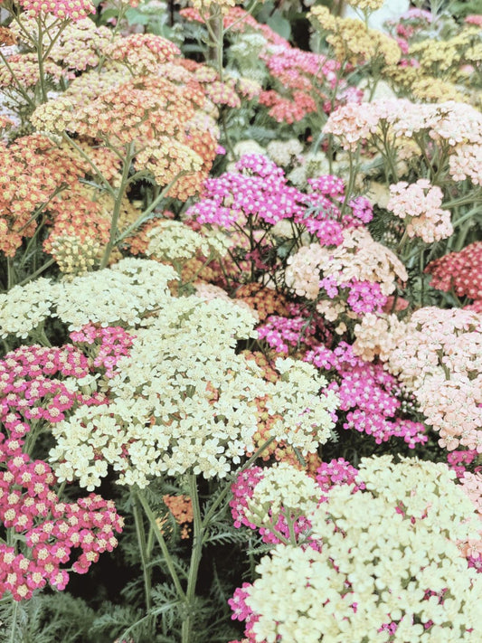 Wildflower Bouquet